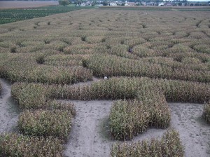 People Lost in Corn Maze